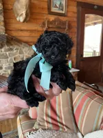 Champ, a male Poodle - Toy  for sale in Pocahontas, IL – Photo 2 of 2