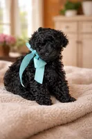 Champ, a male Poodle - Toy  for sale in Pocahontas, IL – Photo 1 of 2