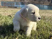 Ms. Pink, a female Golden Retriever for sale in Pocahontas, IL – Photo 1 of 5
