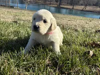 Ms. Pink, a female Golden Retriever for sale in Pocahontas, IL – Photo 2 of 5