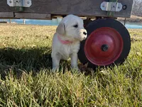 Ms. Pink, a female Golden Retriever for sale in Pocahontas, IL – Photo 5 of 5