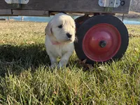 Ms. Pink, a female Golden Retriever for sale in Pocahontas, IL – Photo 3 of 5