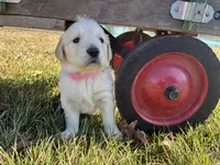 Ms. Pink, a female Golden Retriever for sale in Pocahontas, IL – Photo 4 of 5