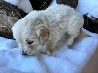 Ms. Purple, a female Golden Retriever for sale in Pocahontas, IL – Photo 4 of 4