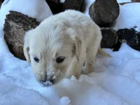 Ms. Purple, a female Golden Retriever for sale in Pocahontas, IL – Photo 3 of 4