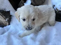Ms. Purple, a female Golden Retriever for sale in Pocahontas, IL – Photo 2 of 4