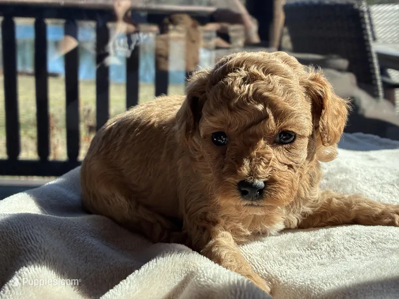 Teddy, a male Poodle - Toy  for sale in Pocahontas, IL – Photo 1 of 1