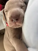 Winston, a male Weimaraner for sale in Jacksonville, FL – Photo 2 of 2