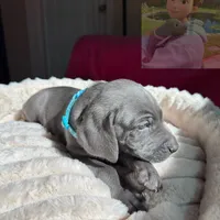 Adam Junior, a male Weimaraner for sale in Jacksonville, FL – Photo 7 of 9