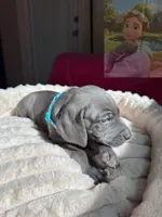 Adam Junior, a male Weimaraner for sale in Jacksonville, FL – Photo 2 of 5