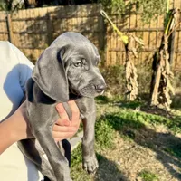 Adam Junior, a male Weimaraner for sale in Jacksonville, FL – Photo 4 of 9