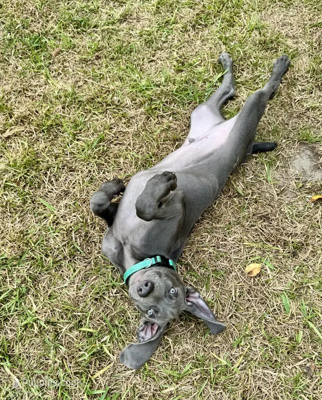 Adam Junior – Weimaraner puppy for sale in Jacksonville, FL