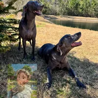 Adam Junior, a male Weimaraner for sale in Jacksonville, FL – Photo 9 of 9