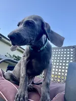 Adam Junior, a male Weimaraner for sale in Jacksonville, FL – Photo 2 of 9