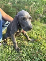 Adam Junior, a male Weimaraner for sale in Jacksonville, FL – Photo 3 of 9