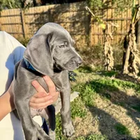 Adam Junior, a male Weimaraner for sale in Jacksonville, FL – Photo 8 of 9