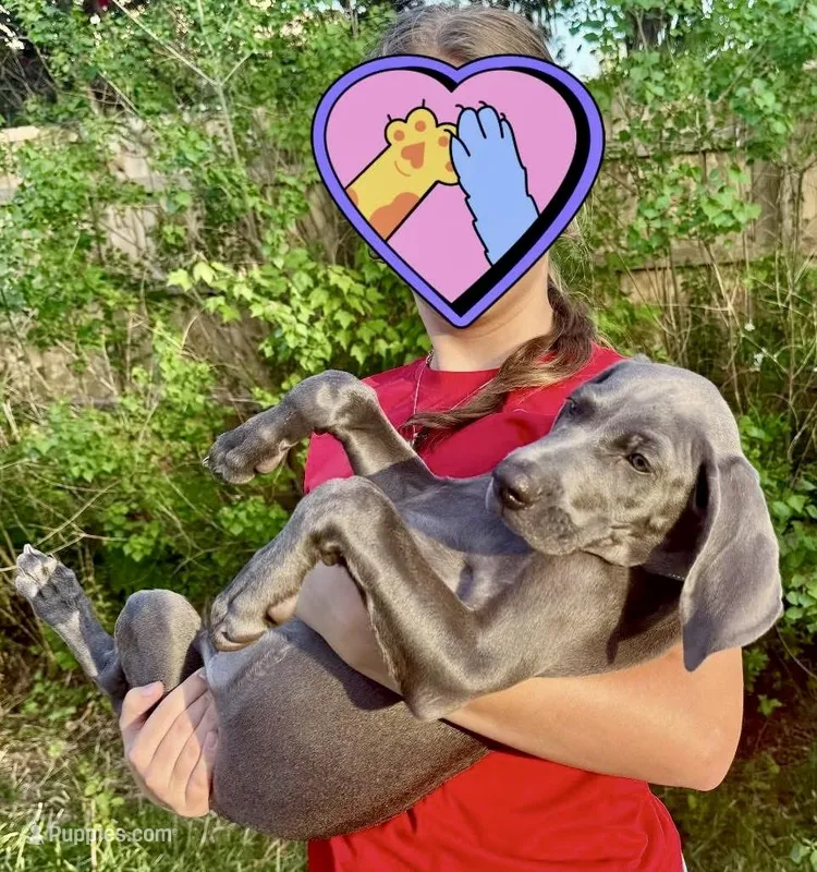 Adam Junior – Weimaraner puppy for sale in Jacksonville, FL