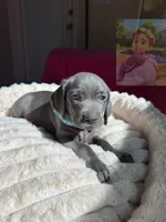 Adam Junior, a male Weimaraner for sale in Jacksonville, FL – Photo 3 of 5