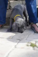 Zeus, a male Weimaraner for sale in Jacksonville, FL – Photo 2 of 2