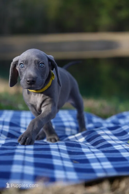 Zeus, a male Weimaraner for sale in Jacksonville, FL – Photo 1 of 2