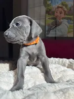Dora The Explorer, a female Weimaraner for sale in Jacksonville, FL – Photo 3 of 5