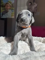 Dora The Explorer, a female Weimaraner for sale in Jacksonville, FL – Photo 2 of 5