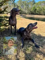 Dora The Explorer, a female Weimaraner for sale in Jacksonville, FL – Photo 4 of 5