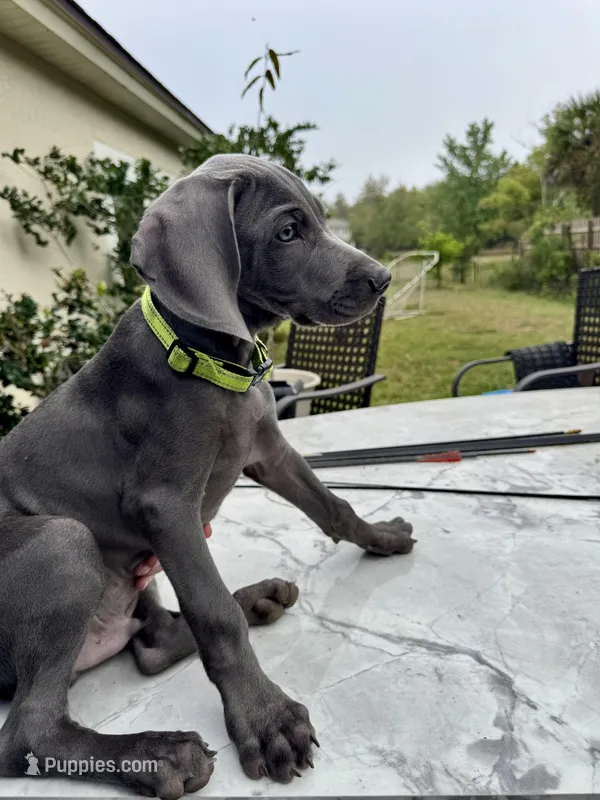 Hunter – Weimaraner puppy for sale in Jacksonville, FL
