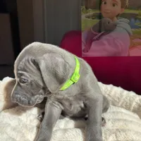 Hunter, a male Weimaraner for sale in Jacksonville, FL – Photo 6 of 8