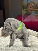 Hunter, a male Weimaraner for sale in Jacksonville, FL – Photo 3 of 5