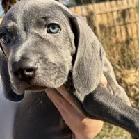 Hunter, a male Weimaraner for sale in Jacksonville, FL – Photo 3 of 8