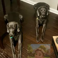 Hunter, a male Weimaraner for sale in Jacksonville, FL – Photo 8 of 8