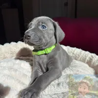Hunter, a male Weimaraner for sale in Jacksonville, FL – Photo 5 of 8