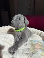 Hunter, a male Weimaraner for sale in Jacksonville, FL – Photo 2 of 5