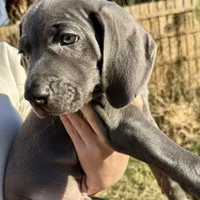Hunter, a male Weimaraner for sale in Jacksonville, FL – Photo 2 of 8