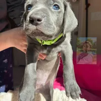 Hunter, a male Weimaraner for sale in Jacksonville, FL – Photo 4 of 8