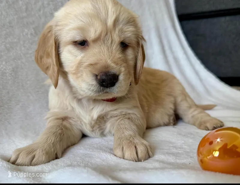 Girl2 – Golden Retriever puppy for sale in Pueblo, CO