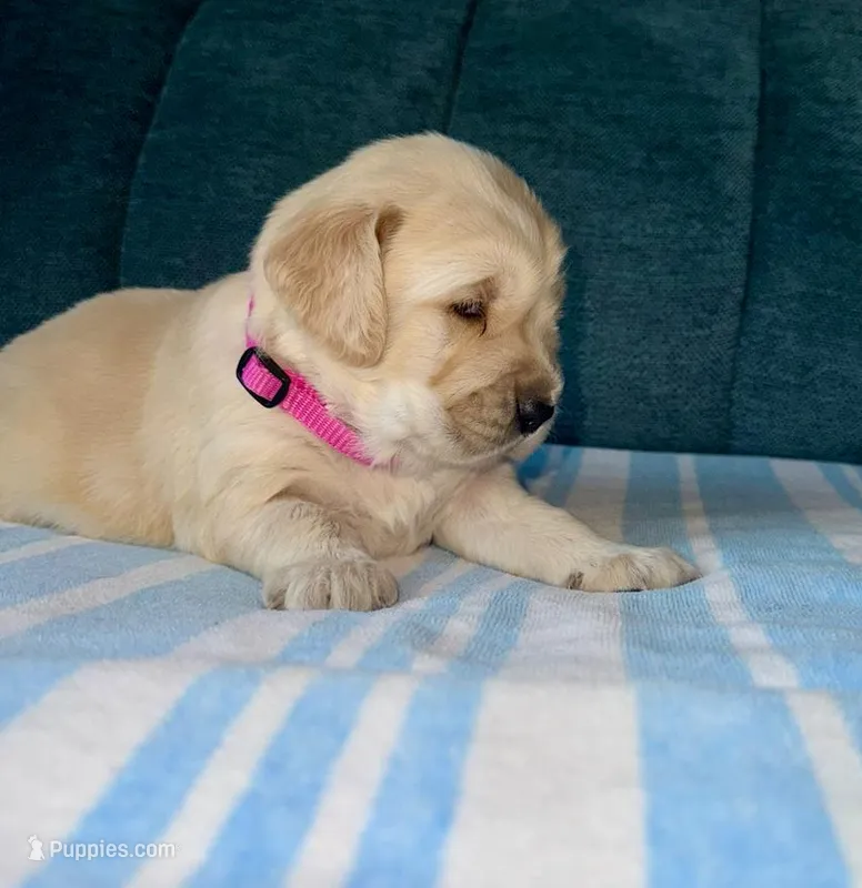 Girl2 – Golden Retriever puppy for sale in Pueblo, CO