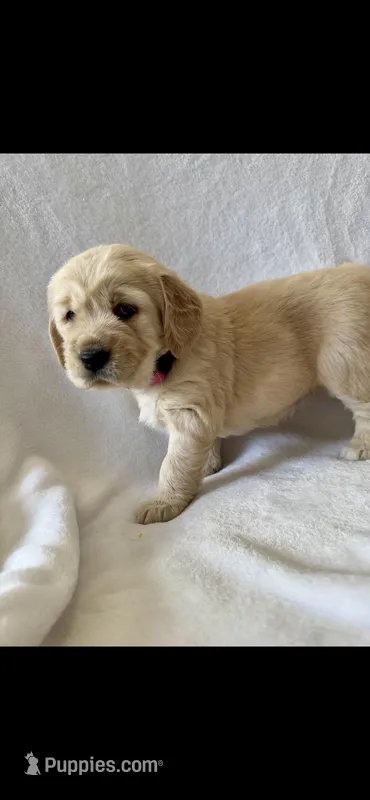 Girl1 – Golden Retriever puppy for sale in Pueblo, CO