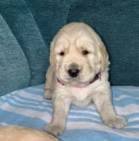 Girl1, a female Golden Retriever for sale in Pueblo, CO – Photo 1 of 4