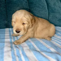 Boy1, a male Golden Retriever for sale in Pueblo, CO – Photo 2 of 4