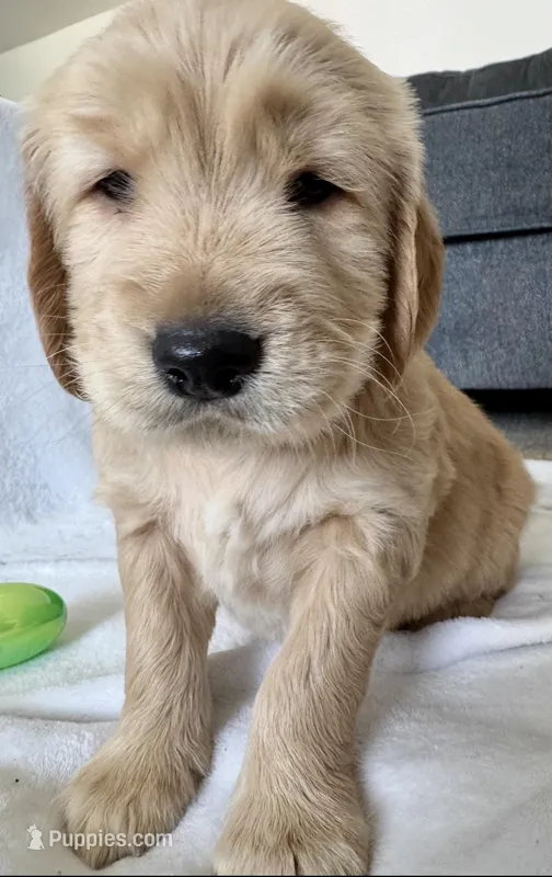 Boy1 – Golden Retriever puppy for sale in Pueblo, CO
