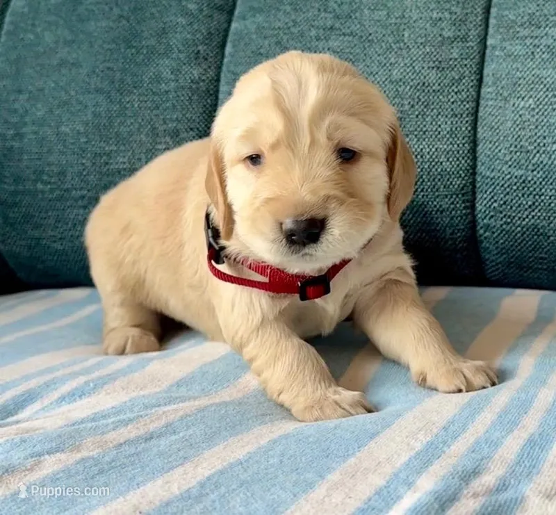 Boy1 – Golden Retriever puppy for sale in Pueblo, CO