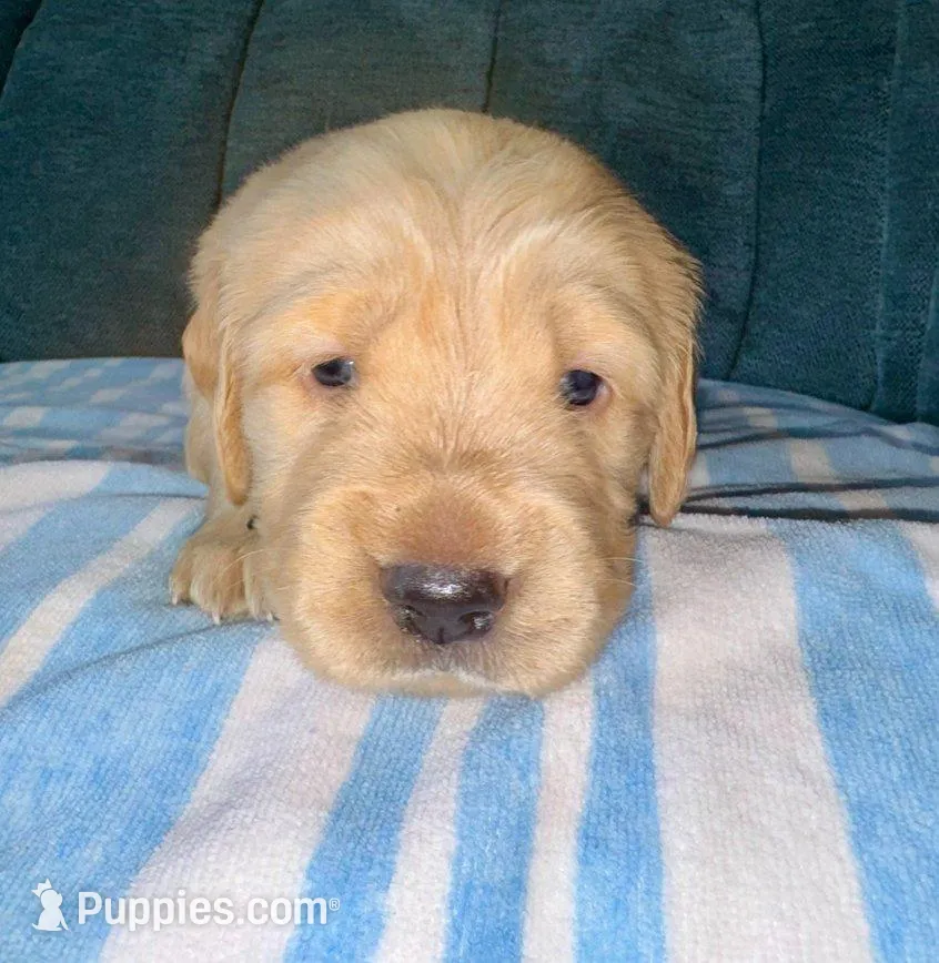 Boy2 – Golden Retriever puppy for sale in Pueblo, CO
