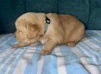 Boy2, a male Golden Retriever for sale in Pueblo, CO – Photo 4 of 4