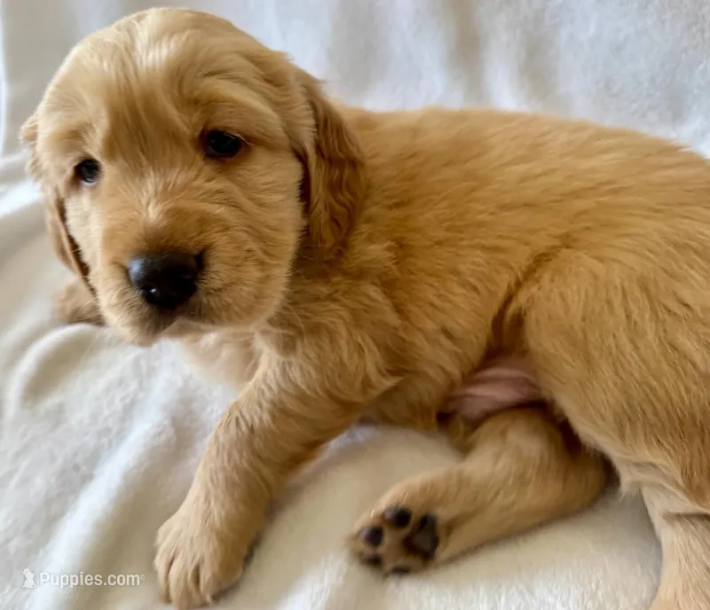 Boy2 – Golden Retriever puppy for sale in Pueblo, CO