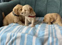 Boy2, a male Golden Retriever for sale in Pueblo, CO – Photo 2 of 4