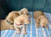 Boy2, a male Golden Retriever for sale in Pueblo, CO – Photo 3 of 4