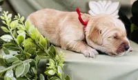 Tatertot, a male Golden Retriever for sale in Fall Branch, TN – 1 of 1