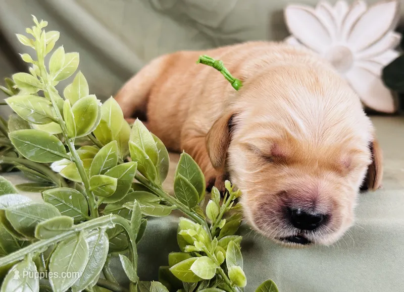 HomeFry – Golden Retriever puppy for sale in Fall Branch, TN